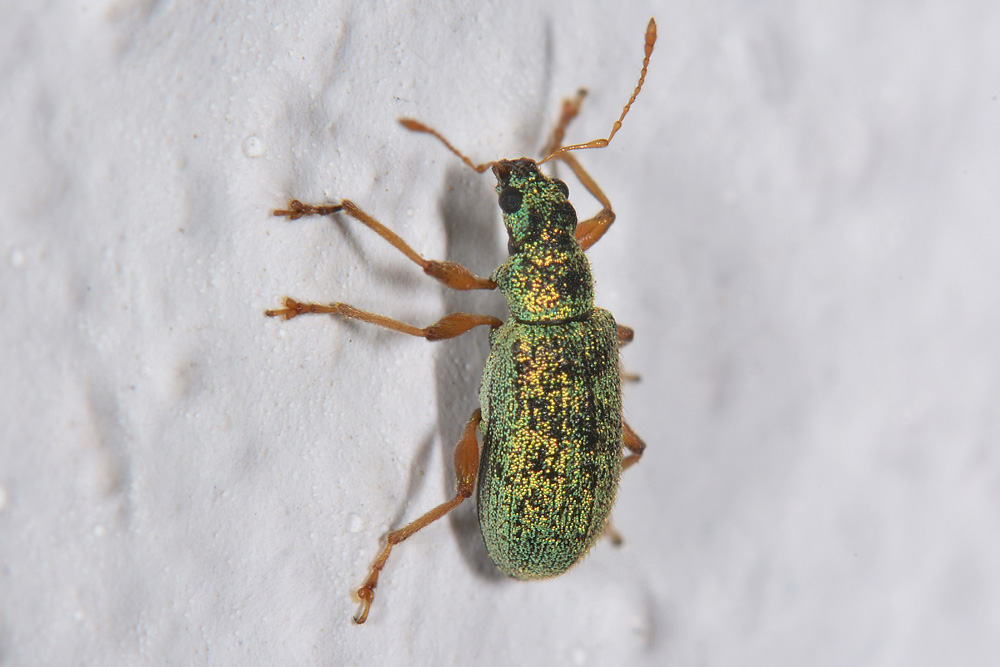 Curculionidae: Polydrusus pterygomalis